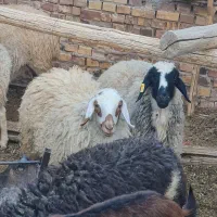 یک عدد میش  و یک بره ماده