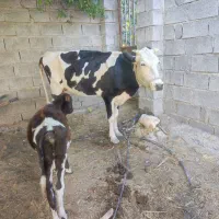 فروش گاو آبستن با گوساله