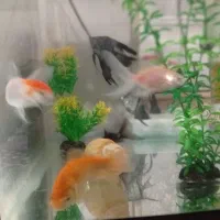 ماهی واکوارم|ماهی|پاکدشت, پاکدشت (مامازند)|دیوار