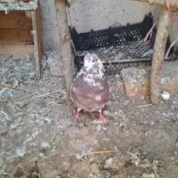 معاوظه ۳ کبوتر