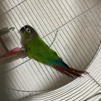 گیرینچیک و مرغ عشق ماده و فنج نر