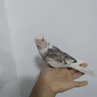 پرنده