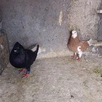 کفتر|پرنده|مشهد, پورسینا|دیوار