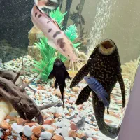 ماهی کت اسپرت لجن خوار