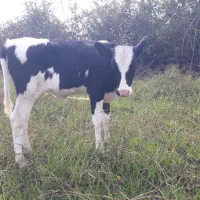 گاو و گوساله