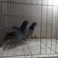 کبوتر پرشی درجه ۱