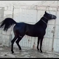 فروش مادیان کرد شکم زا عالی