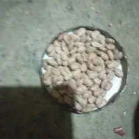 چای و لوبیا چیتی