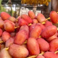 فروش خارک شیرین محبوبی و بریمی و برگ زرد