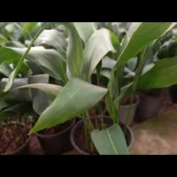 برگ عبایی زاموفیلیآ|گل و گیاه طبیعی|قم, خداکرم|دیوار