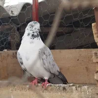 کبوتر قاره