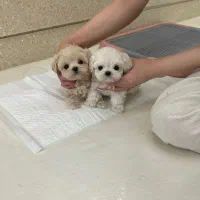 پت فینگیلی|سگ|بندرعباس, |دیوار