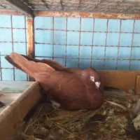 کبوترصرب طوقی