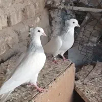 کبوتر کفتر طوقی کلدار|پرنده|قم, سالاریه|دیوار