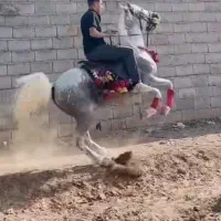 اسب