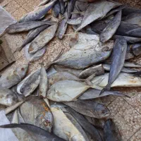 ماهی جنوب|ماهی|کاشان, سیفی آباد|دیوار