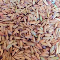 شلتوک خشک امسال درجه1شلب