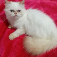 بچه گربه هیمالین|گربه|ساری, |دیوار