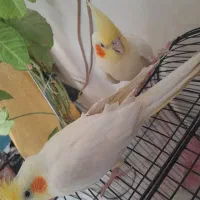 عروس هلندی ۳ عدد