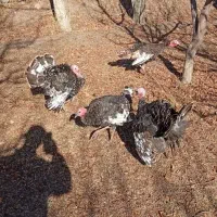 بوقلمون 7ماهه