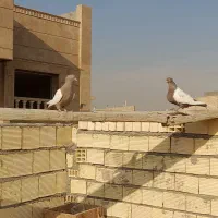 یه جف سینه ای درشت عالی