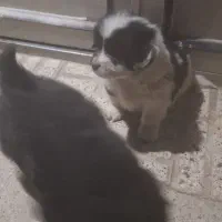 فروش کوتلو سگ نژادپامرانین سیاو اشپیتز|سگ|گلپایگان, |دیوار