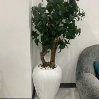 درختچه به همراه گلدان