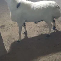 فروشی|حیوانات مزرعه|تخت, |دیوار