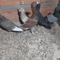 سلام ۶ تا کبوتر پرشی  ۶۰۰