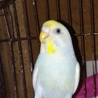 مرغ عشق خاص در رنگهای مختلف و قیمت مناسب|پرنده|پلان, |دیوار