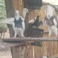 کبوتر طوقی