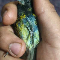 سهره گلبسر نر بخون