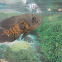 آکواریوم بزرگ سالم|ماهی|تایباد, |دیوار