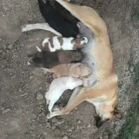 واگذاری سگ نگهبان|سگ|پاکدشت, پاکدشت (مامازند)|دیوار