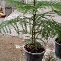 فروش و خرید انواع کاج و شمشاد طلای|خدمات باغبانی و درختکاری|قائمشهر, |دیوار