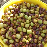 عناب تازه درشت وشیرین زرشک. زعفران وادویه جات گلاب