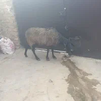 آبستن سر پستان جوان|حیوانات مزرعه|کرج, حسین آباد (اکبر آباد)|دیوار