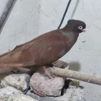 فروشی۳عدد کبوتر صرب|پرنده|چهاربرج, |دیوار