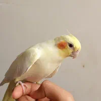 عروس هلندی نر ماده دستی