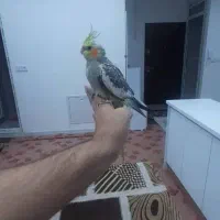 عروس هلندی|پرنده|جوانرود, |دیوار