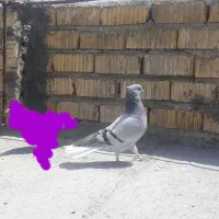 کفتر در تخت جمشید