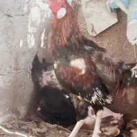 مرغ خروس لاری