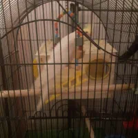 عروس هلندی|پرنده|صباشهر, |دیوار