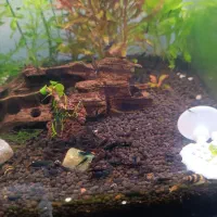 تانک تکثر میگو بلک