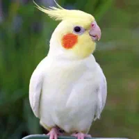 عروس هلندی نر