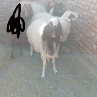 بره نر|حیوانات مزرعه|سده (خراسان جنوبی), |دیوار