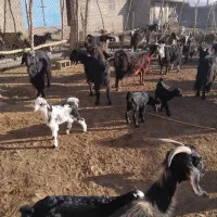 بز کهره دار