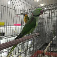 یک جفت شاه طوطی و ماده ملنگو