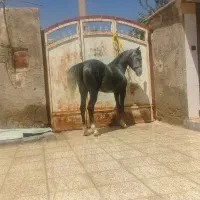 اسب مادیون کرد درجه یک کره بیداد