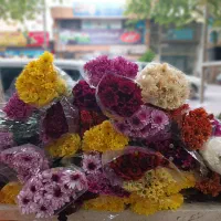 داوودی دسته ای ۷۹ت